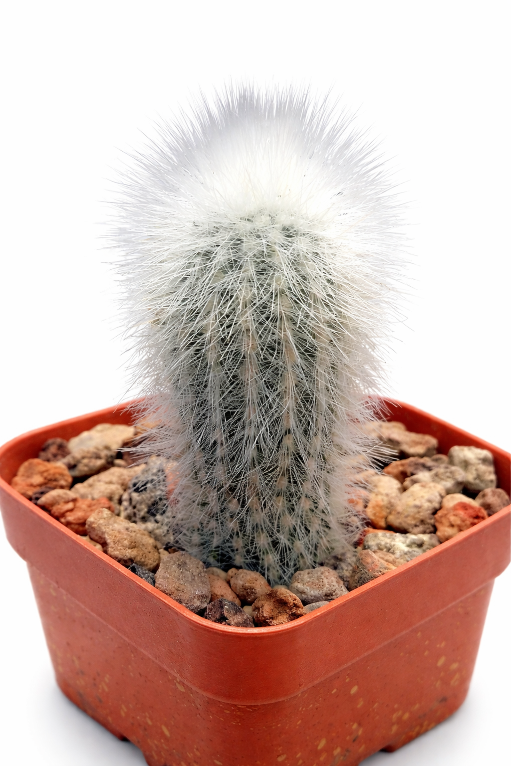 Weberbauerocereus rauhii small potted cactus with dense white spines and woolly texture