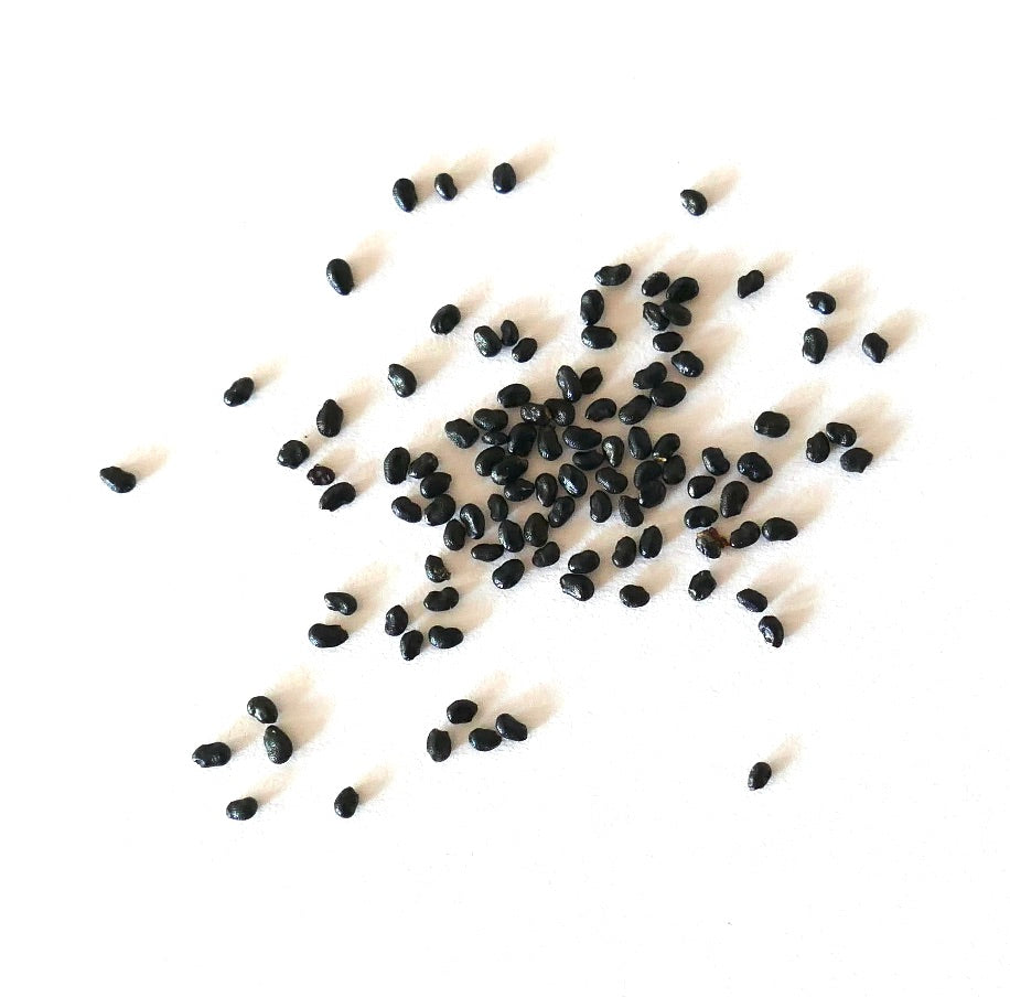 Weberbauerocereus winterianus black cactus seeds on white background