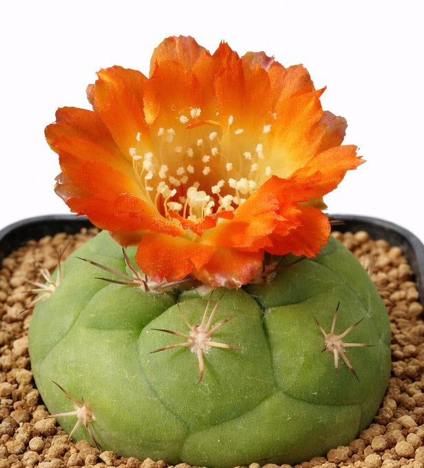 Weingartia amershauseri rare cactus with bright orange flower and rounded green body
