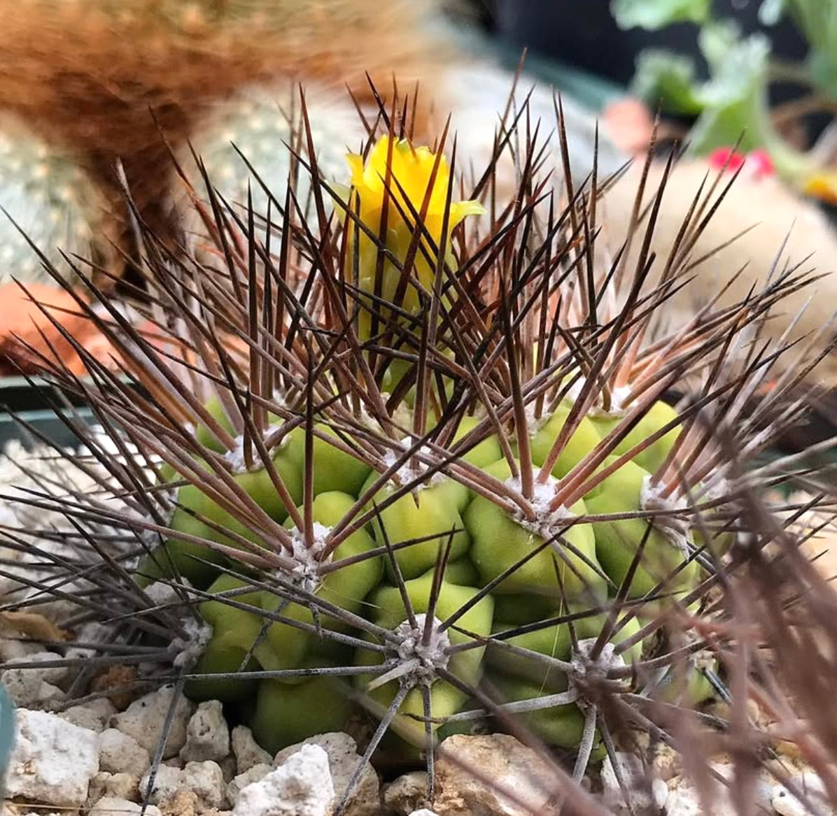 Weingartia cintiensis rare succulent cactus with dense brown spines and small yellow flower