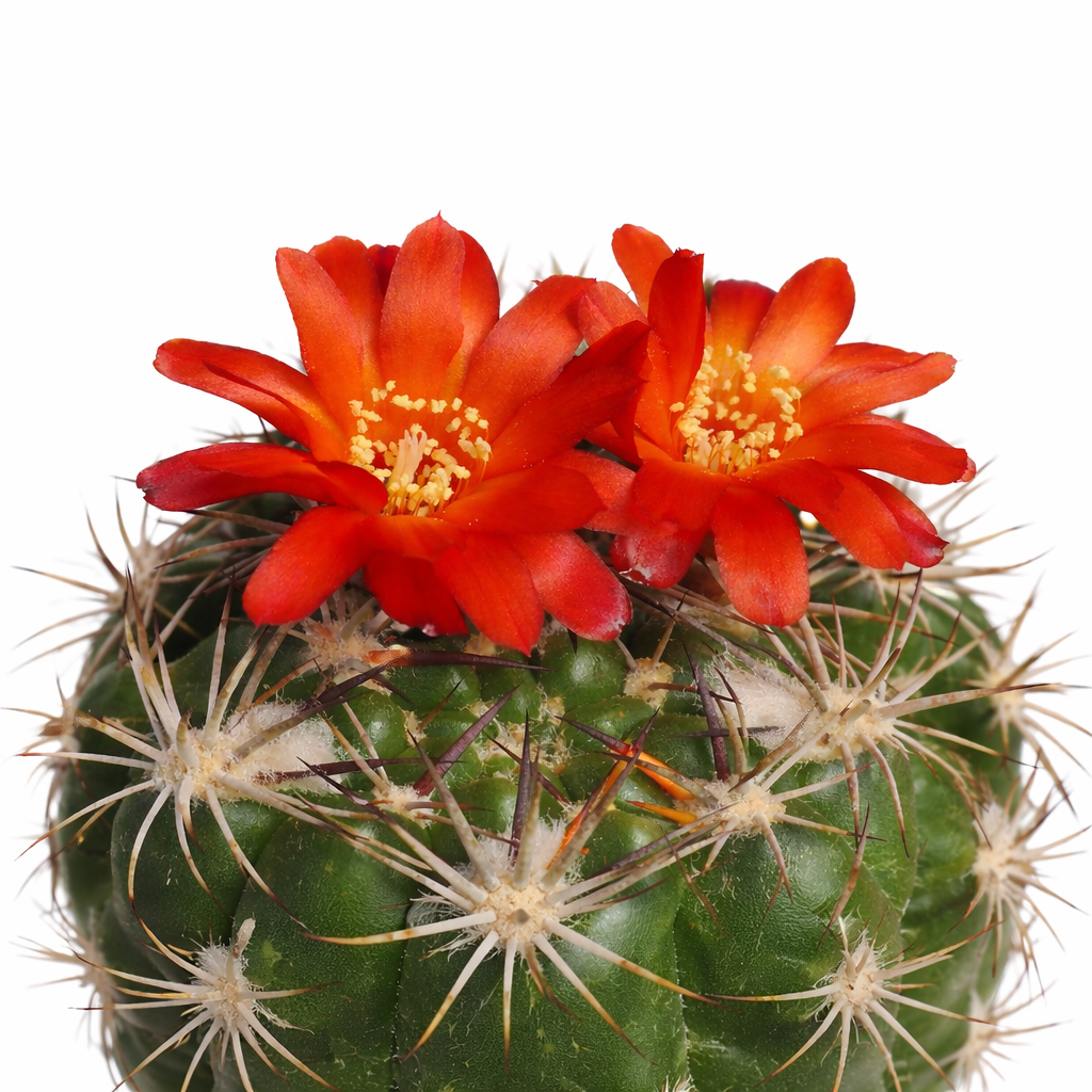 Weingartia coloradensis cactus with bright red-orange flowers and sharp spines close-up