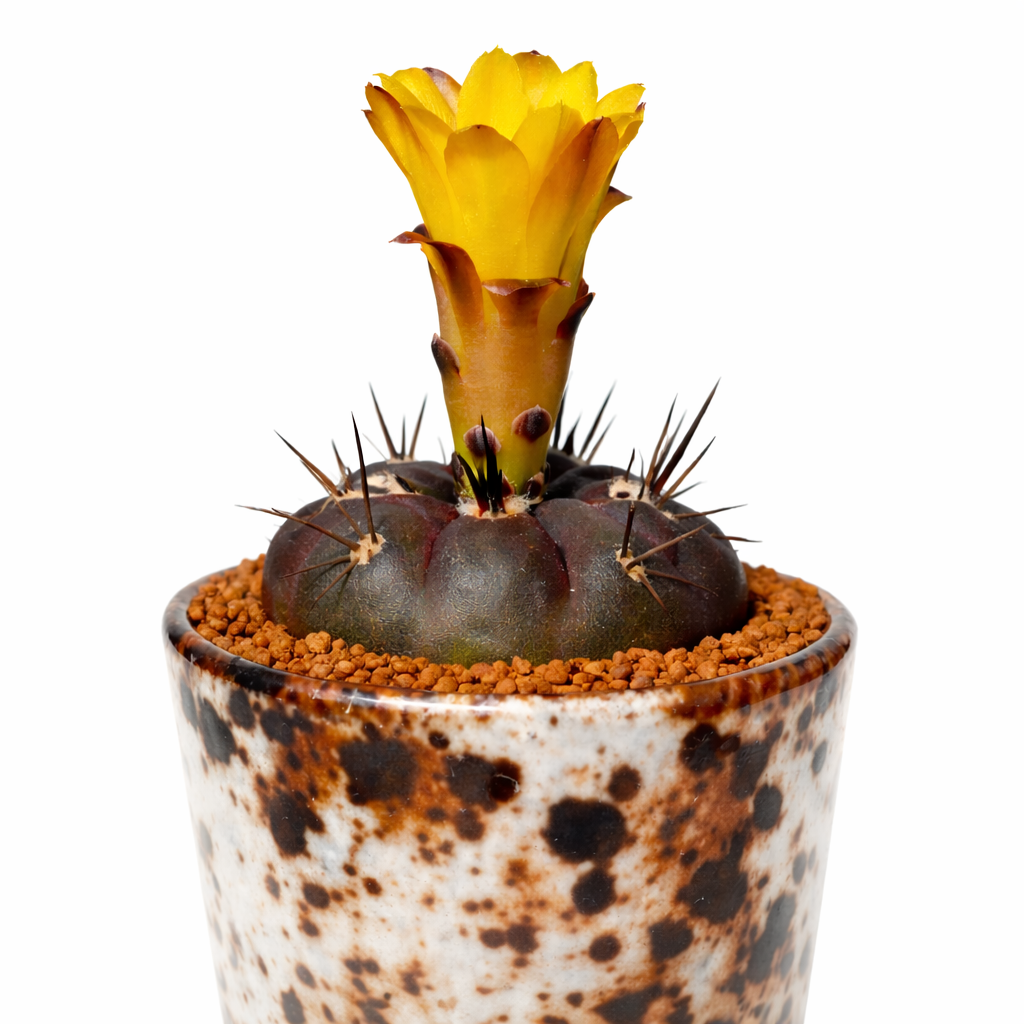 Weingartia dagmarii small round cactus with yellow flower in speckled ceramic pot
