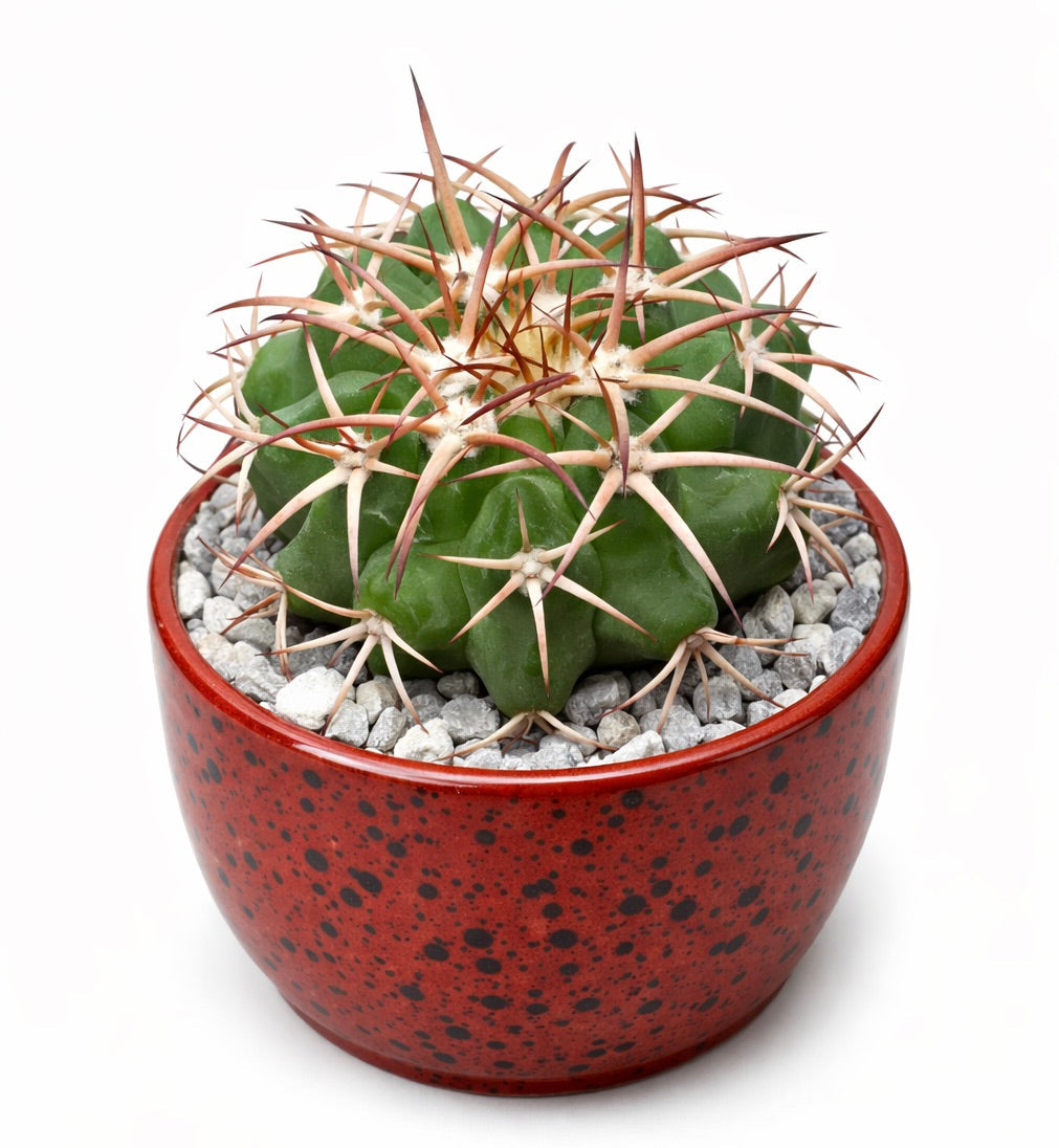 Weingartia fidaiana cactus succulento con lunghe spine appuntite in vaso rosso maculato
