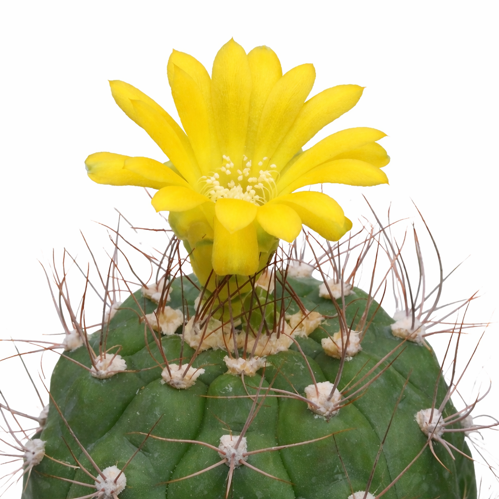 Weingartia frey-juckeri cactus with bright yellow flower and long spines succulent specimen