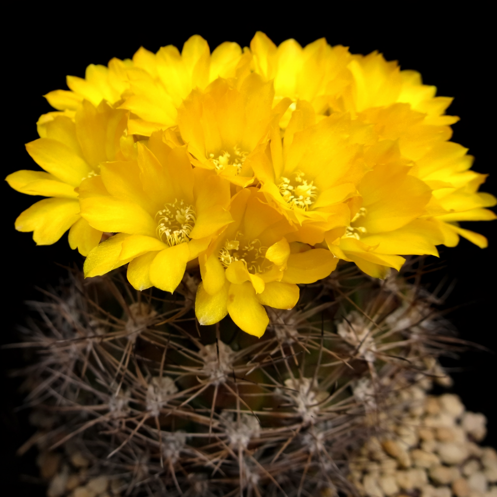 Weingartia hajekyana cactus with vibrant yellow flowers and sharp spines in close-up view