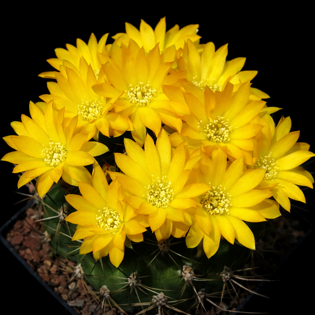 Cactus Weingartia lecoriensis con vivaci fiori gialli e spine appuntite in vaso