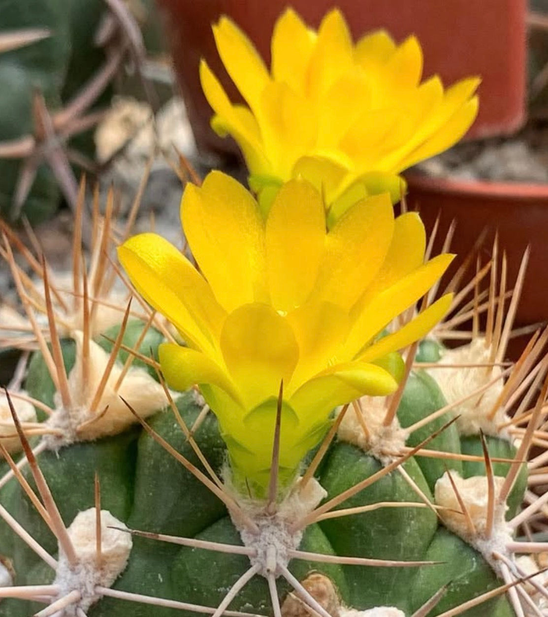 Cactus Weingartia longigibba con fiori giallo brillante e spine appuntite in primo piano