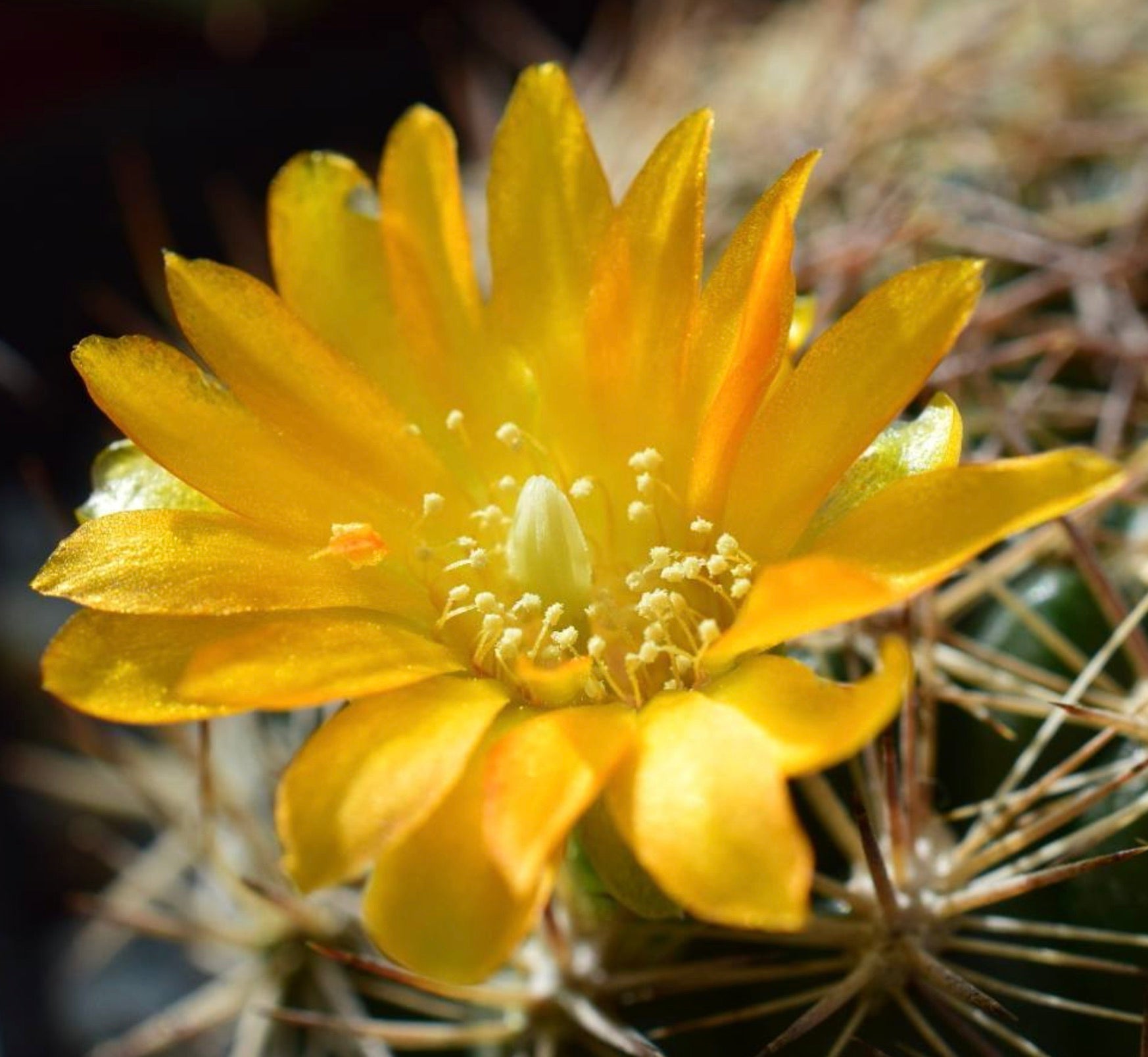 Fiore giallo di cactus Weingartia pilcomayensis con spine e petali delicati