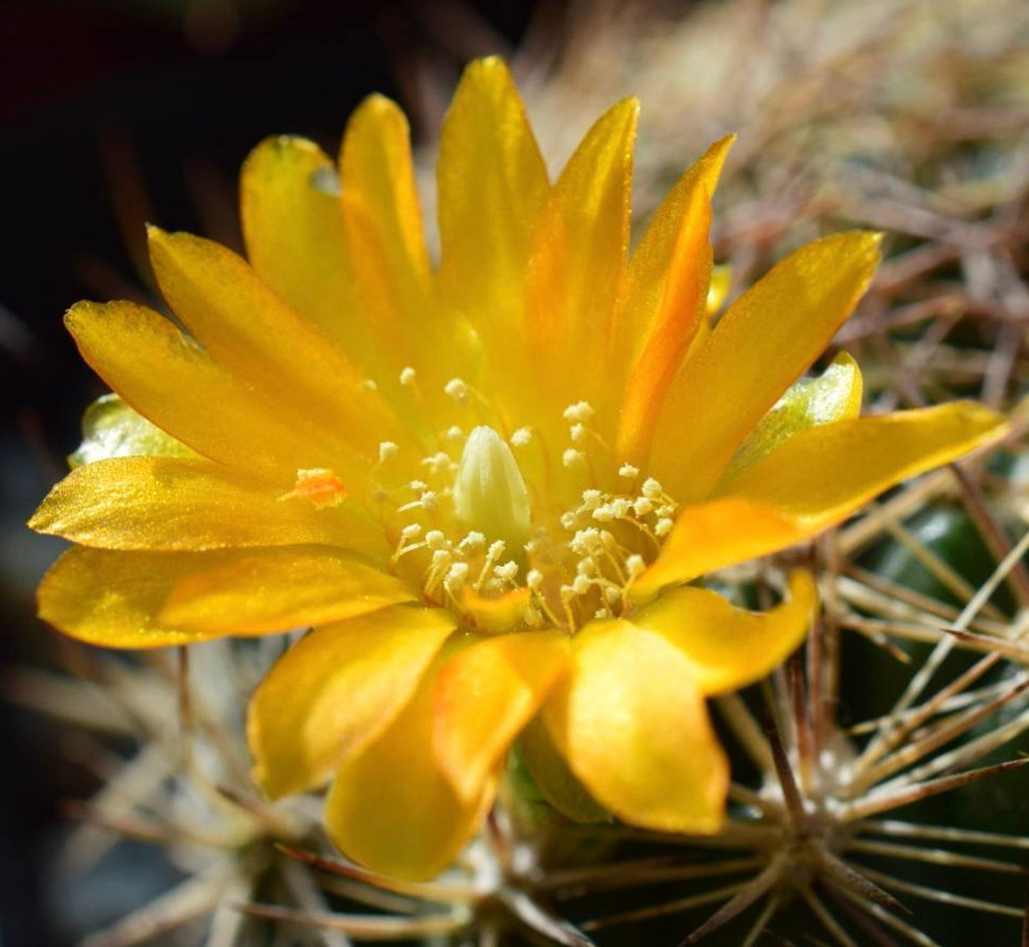Fiore giallo di cactus Weingartia pilcomayensis con fusto succulento spinato in primo piano