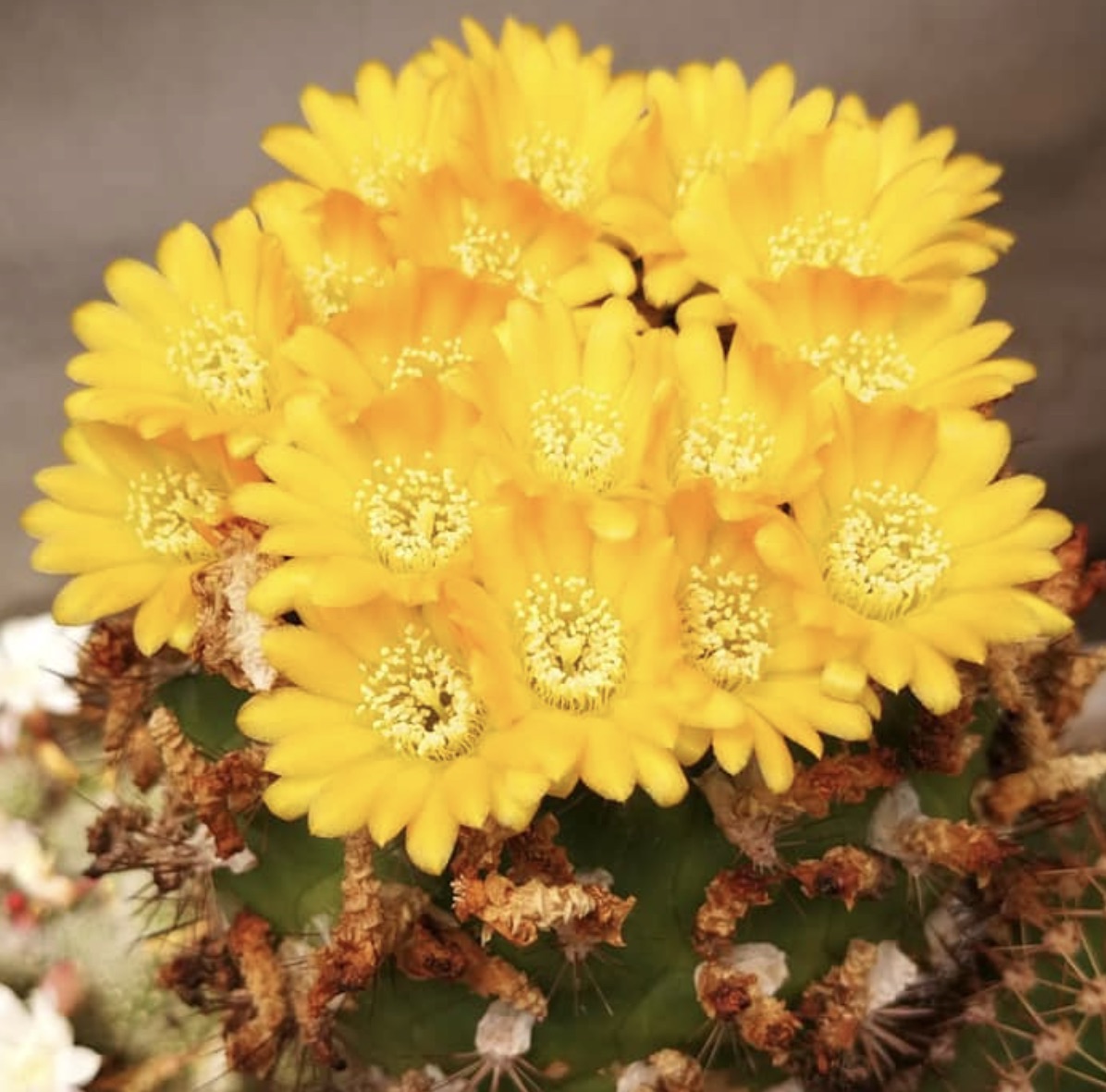 Weingartia platygona cactus with vibrant yellow clustered flowers and spiny green stem
