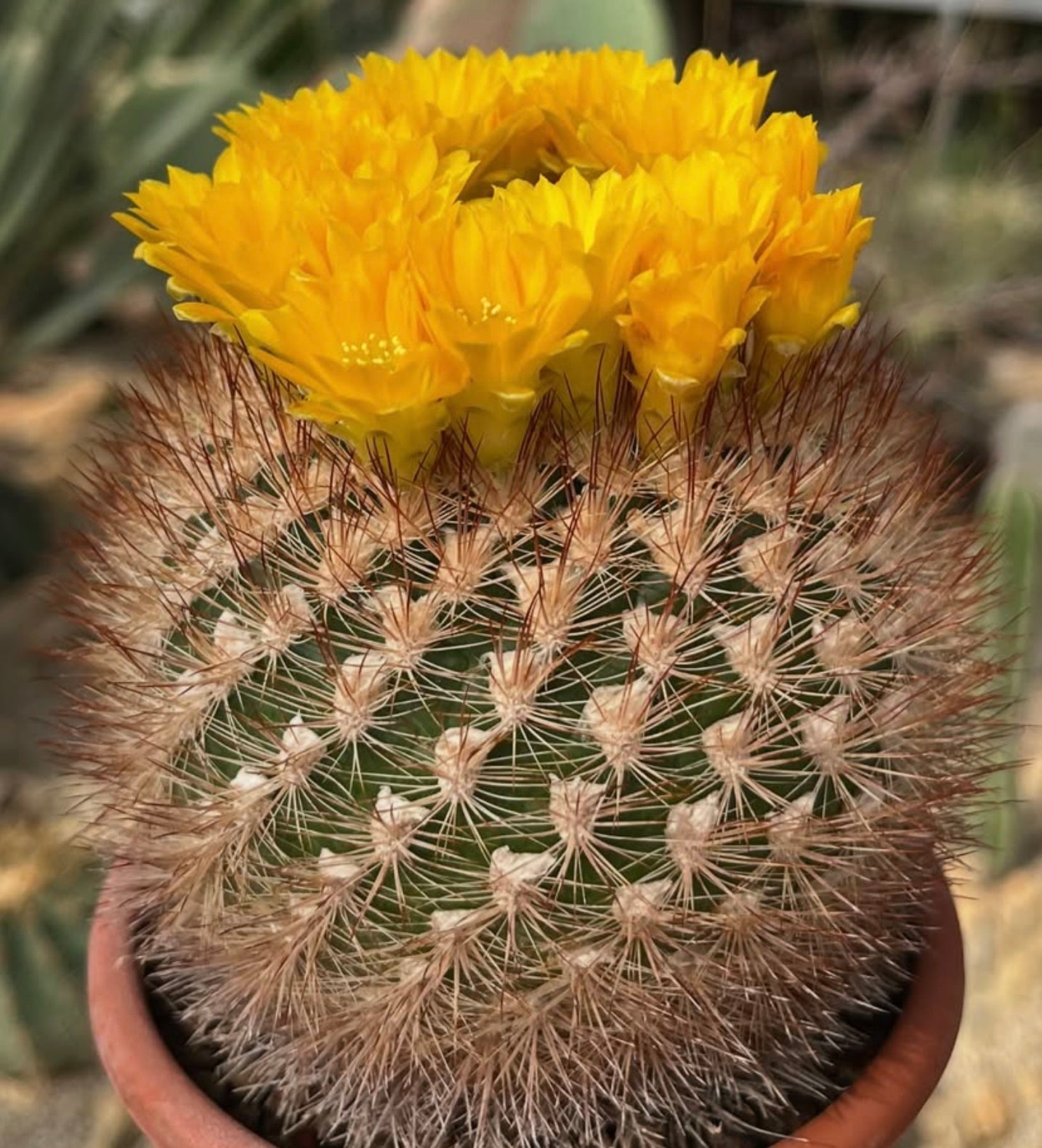 Weingartia pulquinensis var. mairanana cactus with bright yellow flowers in terracotta pot