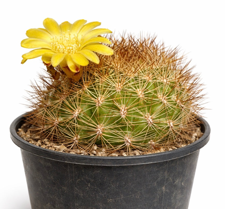 Weingartia saipieana cactus with yellow flower and dense brown spines in black pot