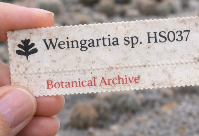 Etichetta stampata della bustina di semi per Weingartia sp. HS037 tenuta all’aperto con sfondo sfocato di cactus