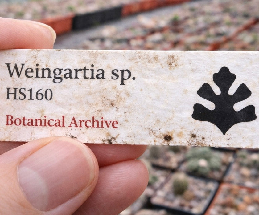 Etichetta stampata per pianta di Weingartia sp. HS160 posizionata sopra vassoi per vivaio di cactus