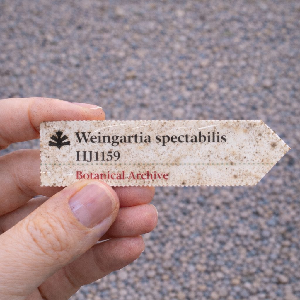 Printed plant label for Weingartia spectabilis held by hand with gravel background