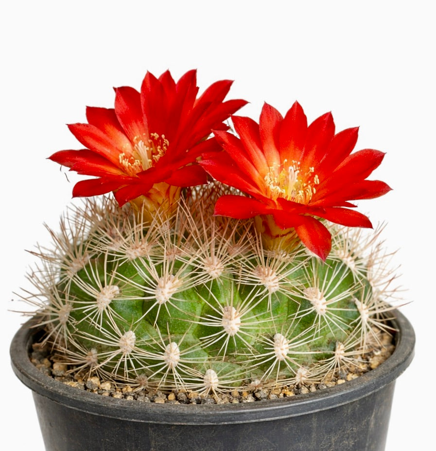 Weingartia trollii cactus with bright red flowers in black plastic pot