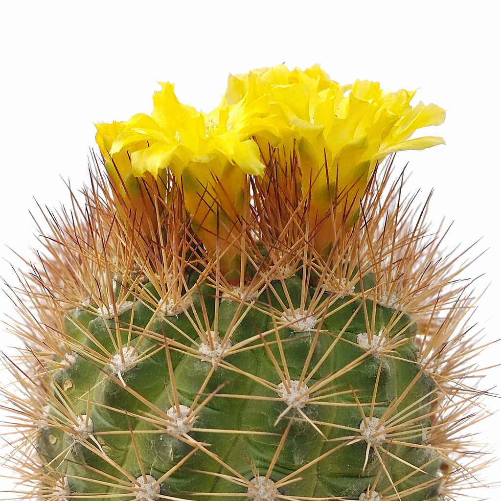 Weingartia westii cactus with bright yellow flowers and long brown spines