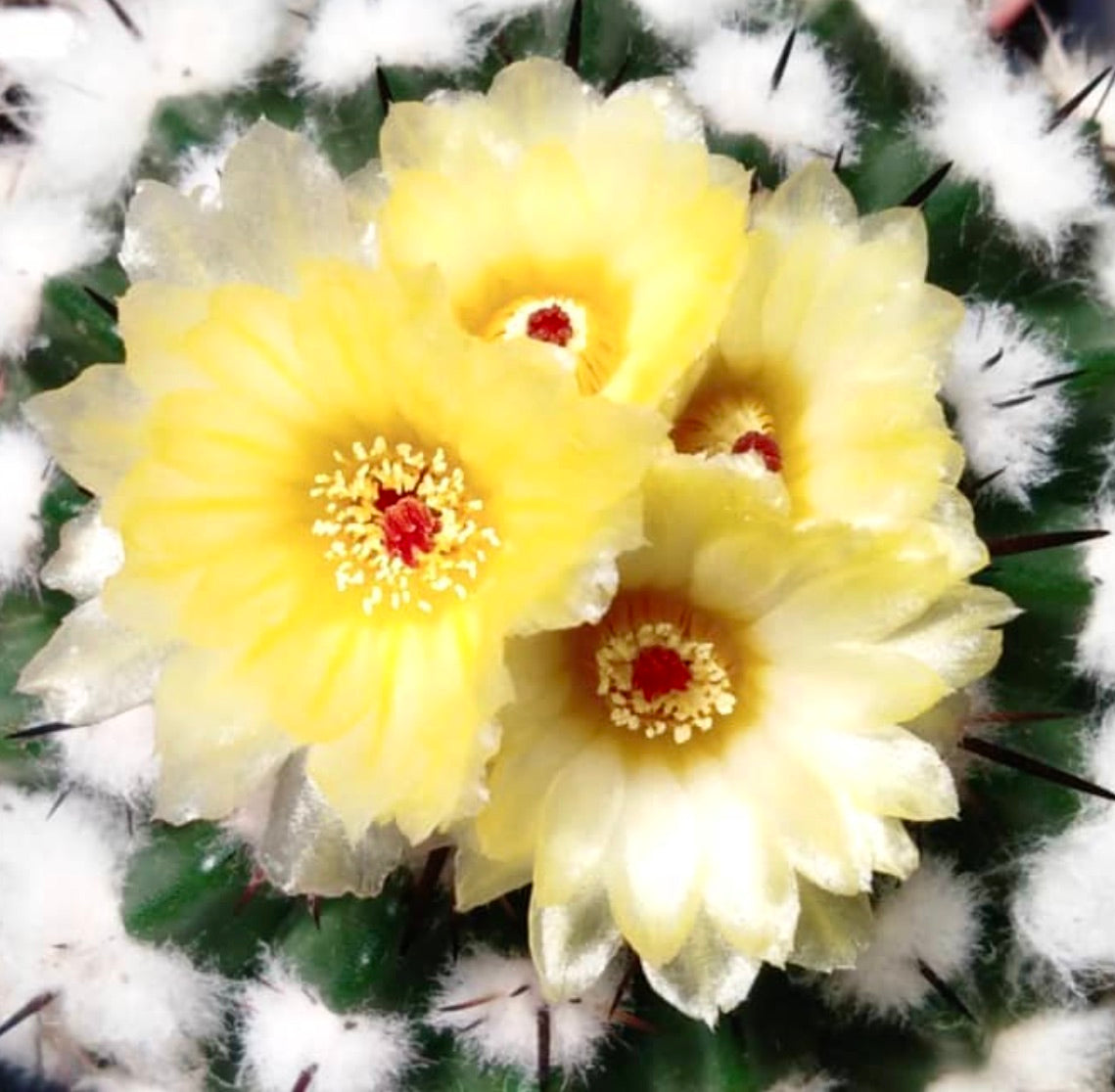 Cactus Wigginsia arechavaletei con un grappolo di fiori giallo pallido e areole bianche lanose