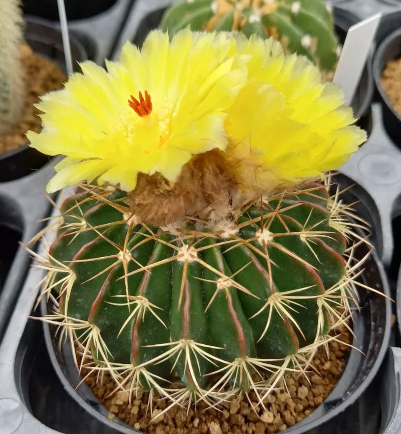 Wigginsia courantii cactus with bright yellow flowers and prominent spines in pot