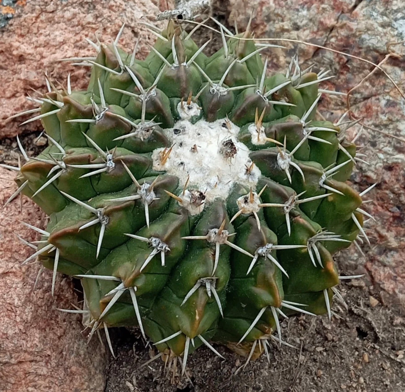 Wigginsia erinacea piccolo cactus verde con centro lanoso bianco e spine appuntite che cresce su terreno roccioso