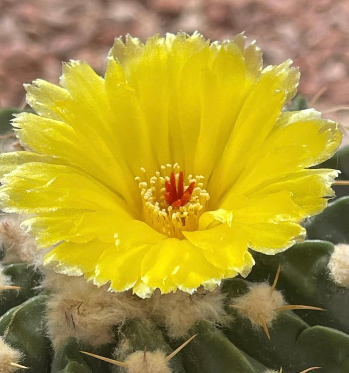 Wigginsia leucocarpa cactus raro dai fiori gialli con areole lanose e spine