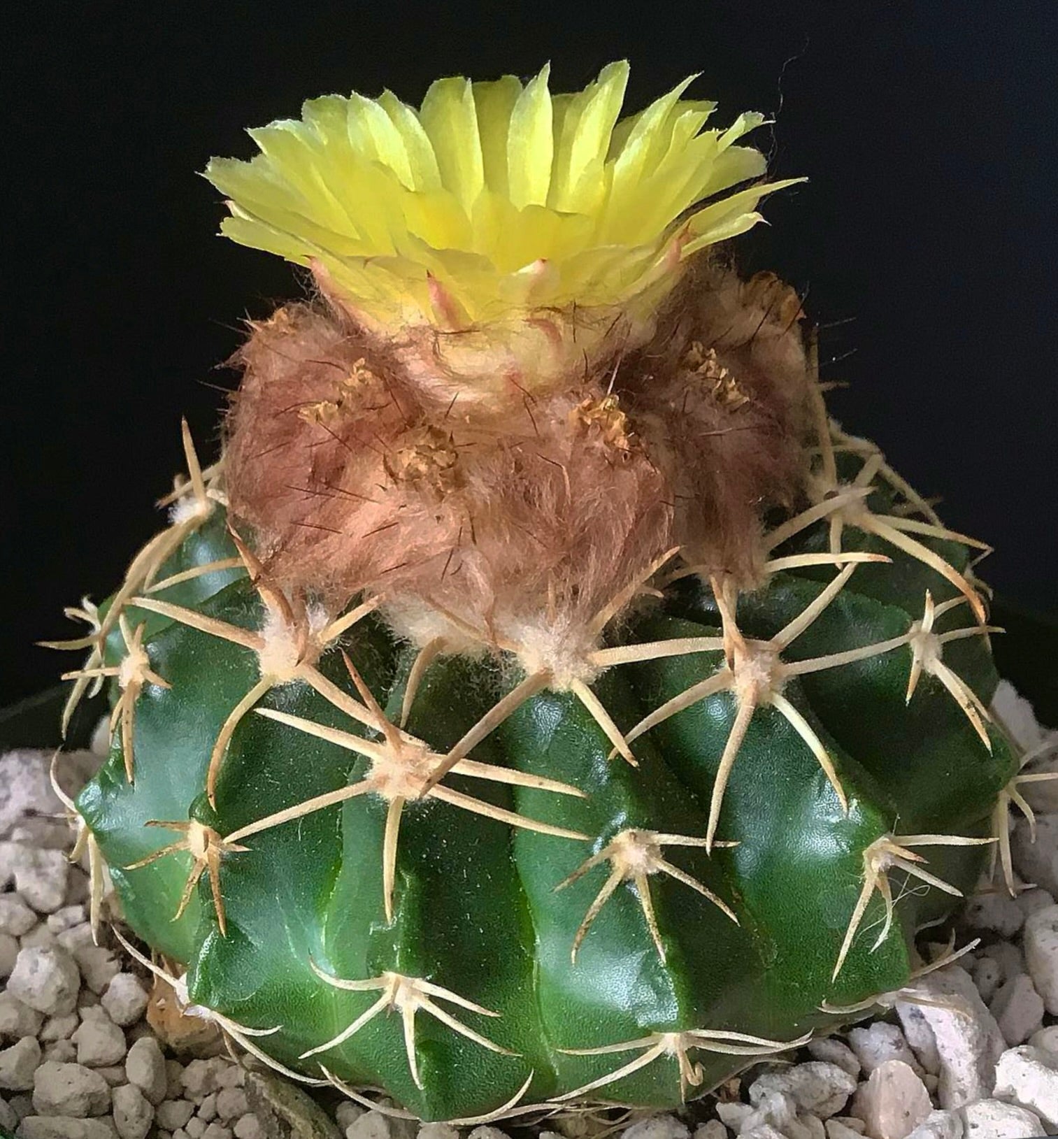 Wigginsia pauciareolata cactus with yellow flower and prominent spines on green ribbed body