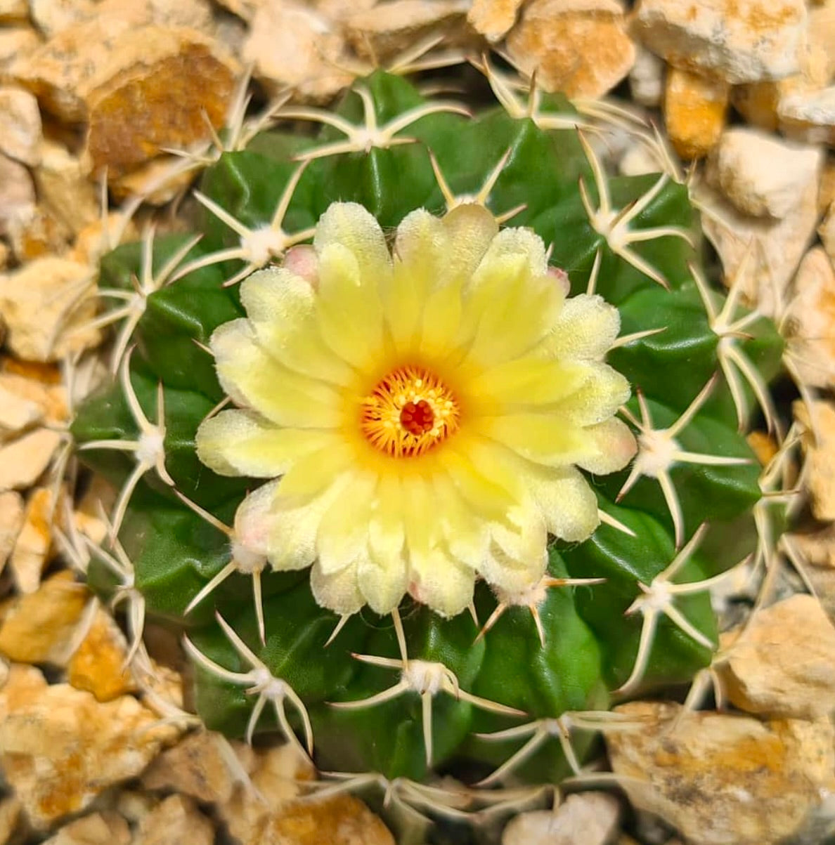 Wigginsia sellowii var. courantii rare cactus with yellow flower and prominent white spines on green body
