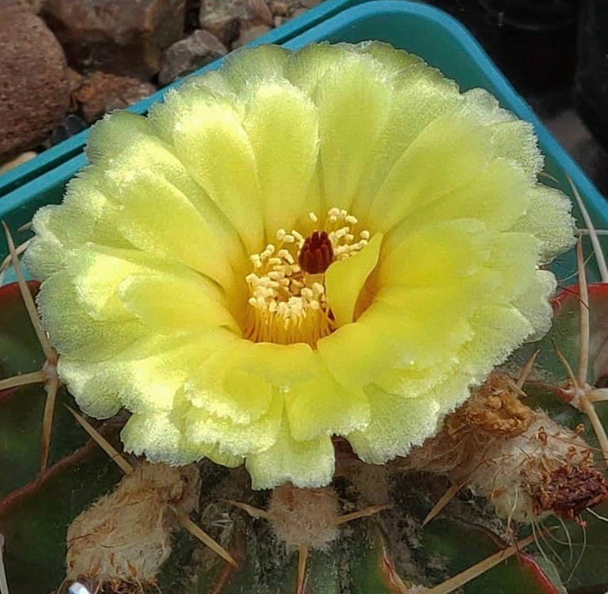 Wigginsia tephracantha cactus with large delicate yellow flower and prominent spines