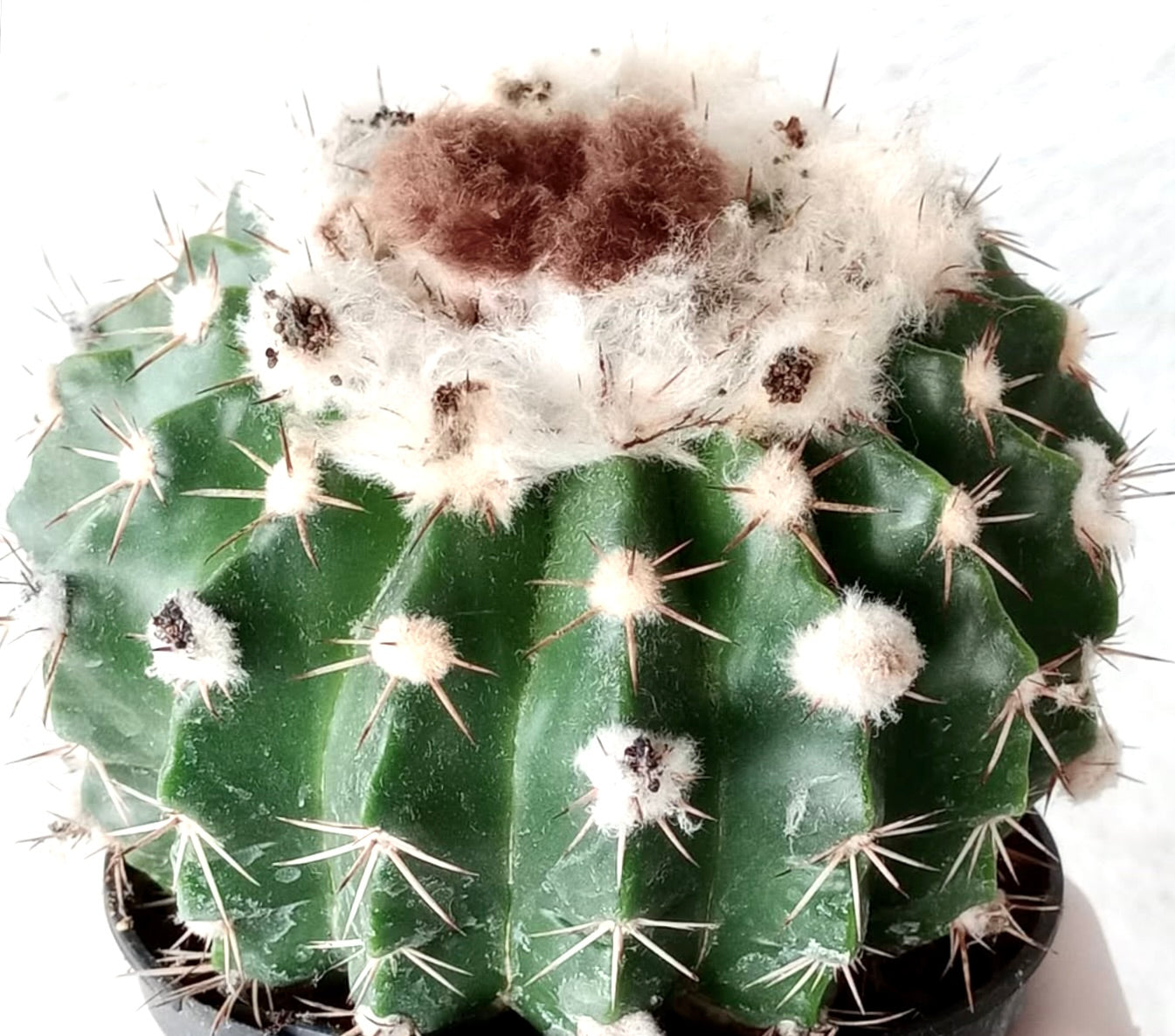 Wigginsia turbinata cactus with green ribbed body and white woolly areoles with brown center tuft