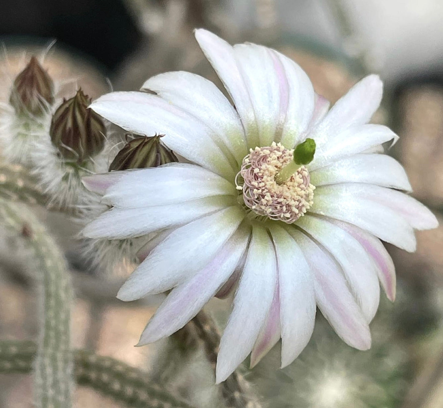 Wilcoxia leucantha albiflora white cactus flower with delicate pink stripes and fuzzy buds