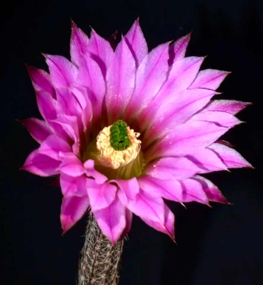 Wilcoxia poselgeri vibrant pink flower with spiny stem rare cactus bloom