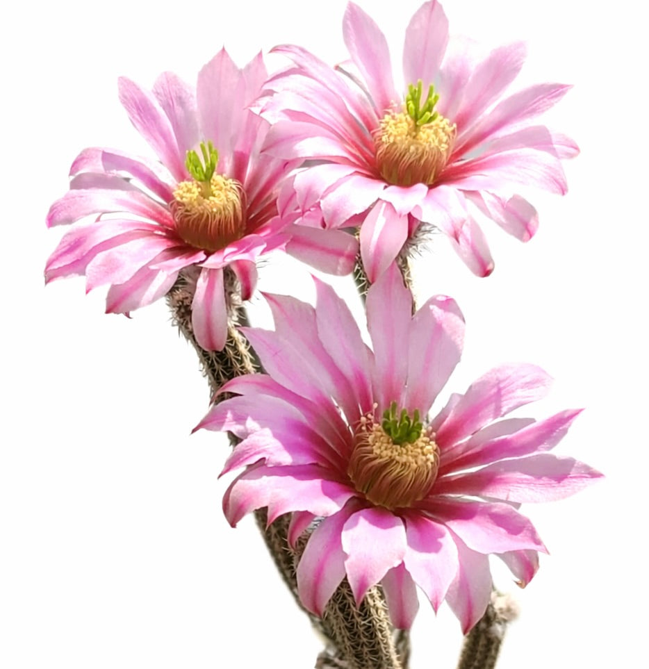 Wilcoxia poselgeri var. gerhardii blooming pink flowers on spiny succulent stems
