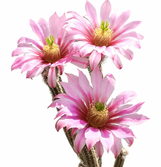 Wilcoxia poselgeri var. gerhardii fioritura di fiori rosa su steli succulenti spinosi