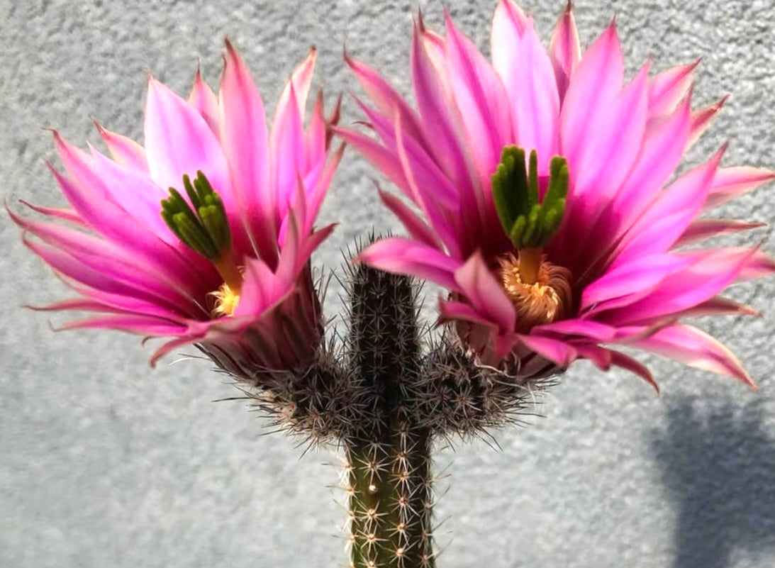 Wilcoxia poselgeri var. grandiflora cactus with vibrant pink flowers and spiny stems