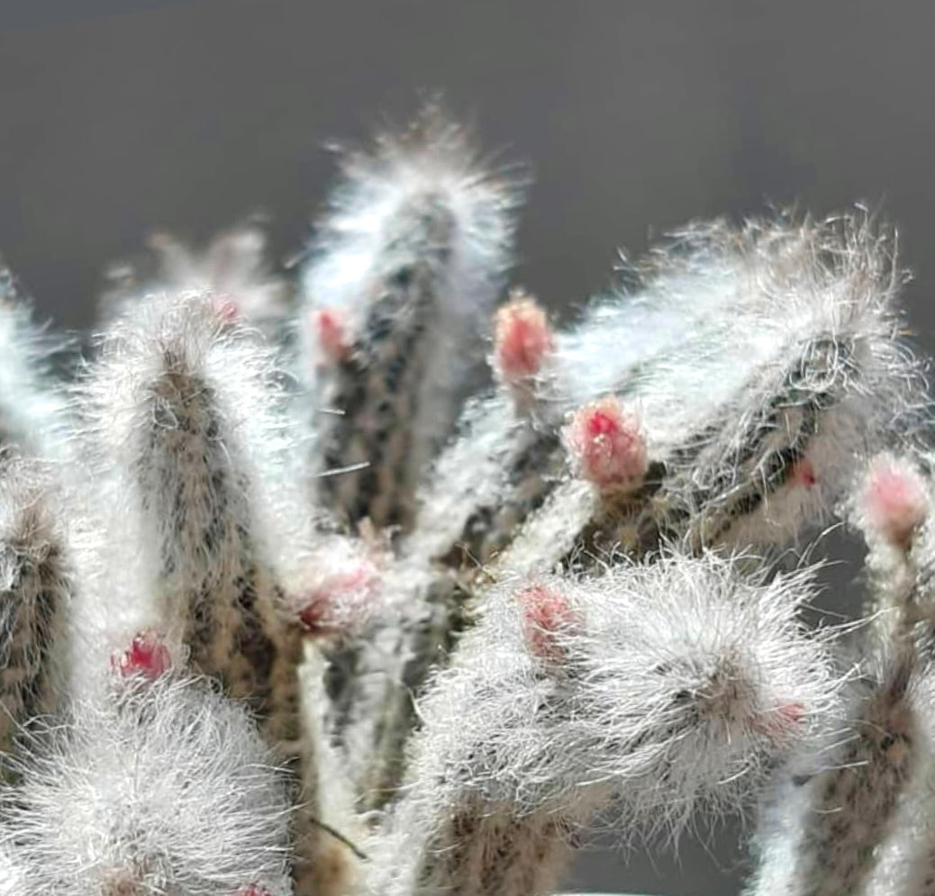 Wilcoxia schmollii raro cactus con spine bianche pelose e piccoli boccioli rosa