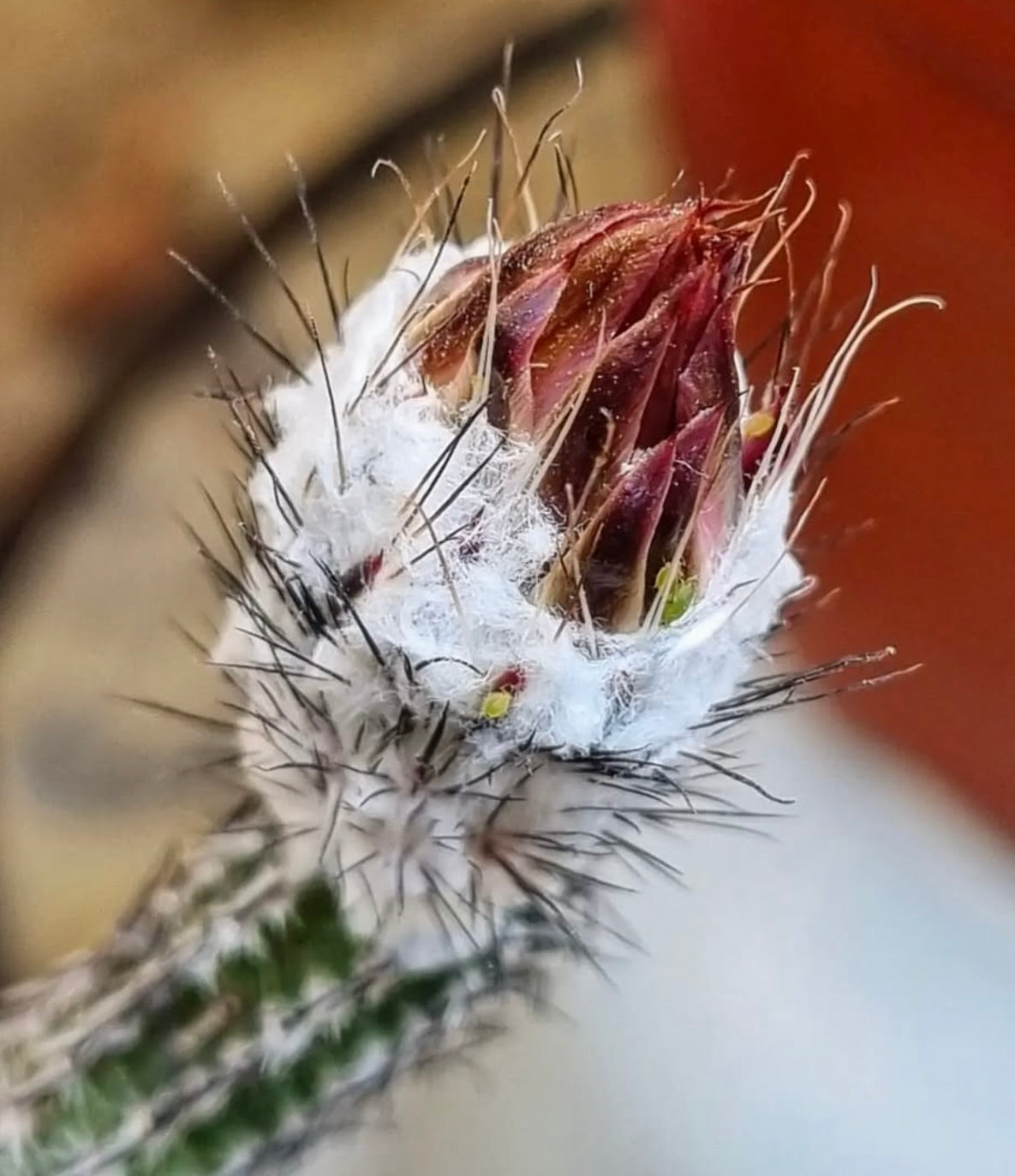 Germoglio di cactus Wilcoxia schmollii var. nerispina con lana bianca e spine lunghe, primo piano
