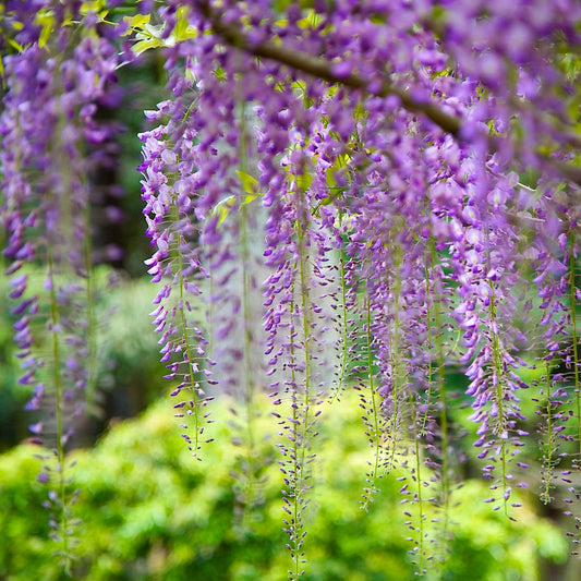 Wisteria floribunda var. macrobotrys cascading purple flower clusters in garden setting