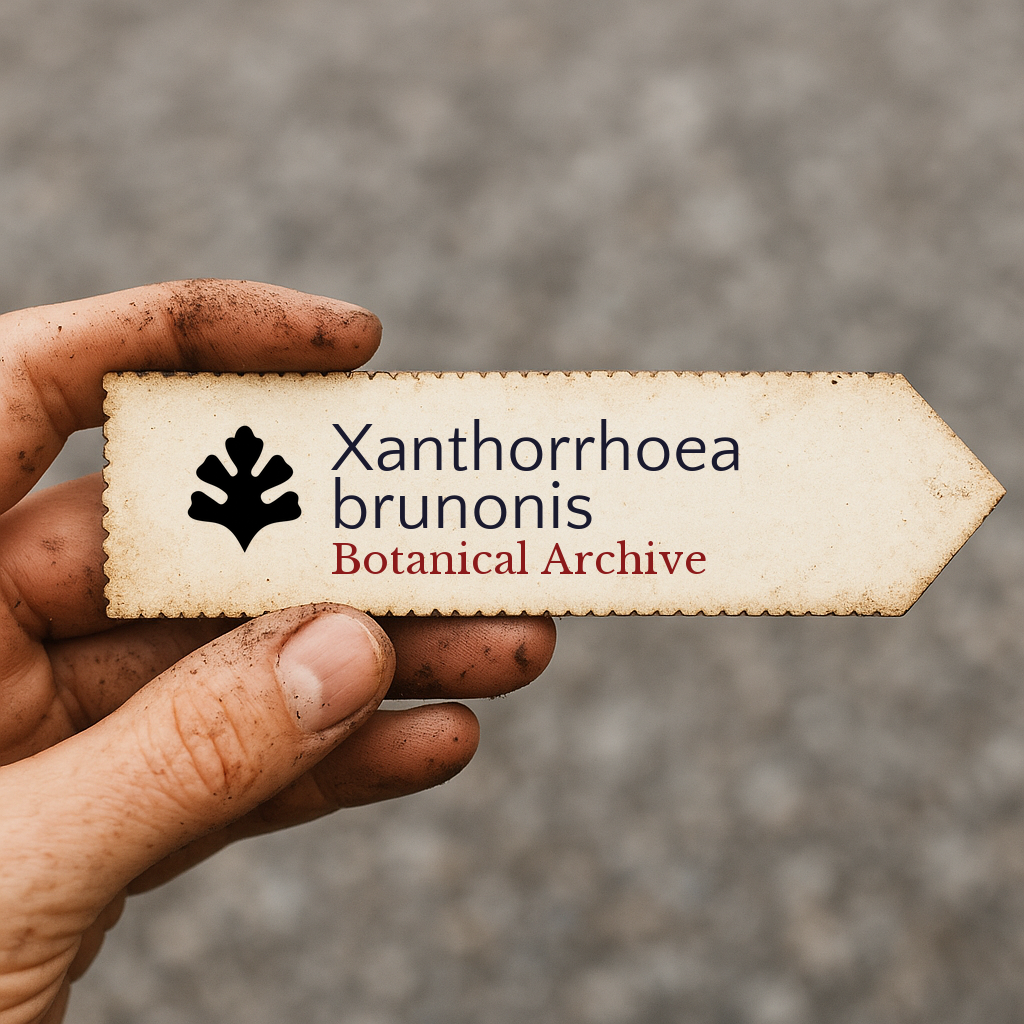 Printed plant label for Xanthorrhoea brunonis held by dirty hand outdoors