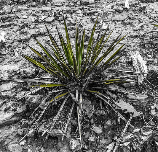 Yucca angustifolia foglie strette verdi con fibre arricciate che crescono su terreno roccioso
