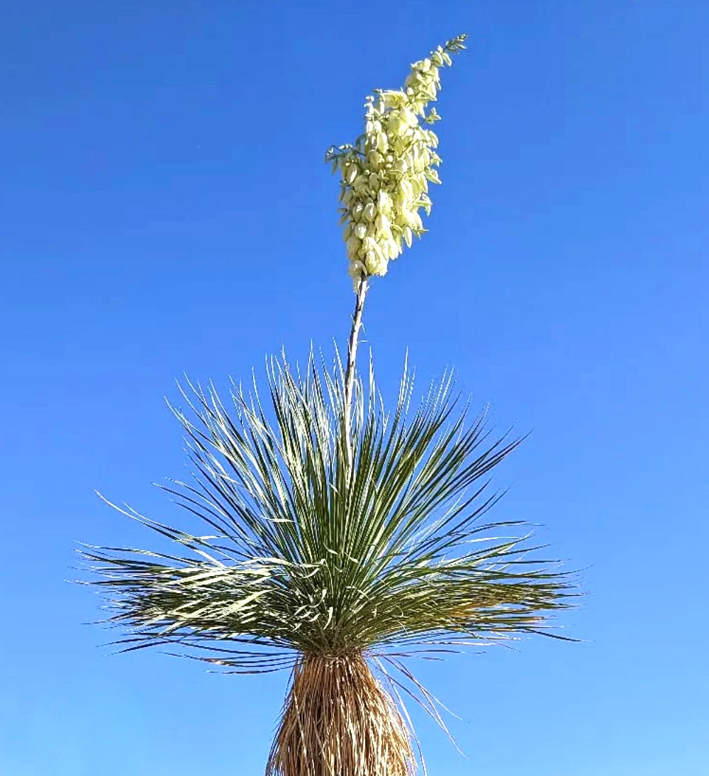 Yucca elata tall desert plant with spiky leaves and creamy white flowers against blue sky