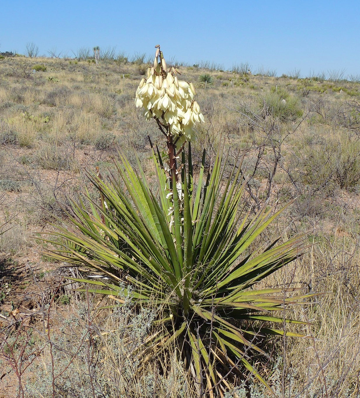 Yucca elata con foglie verdi spinose e fiori campanulati bianchi crema in habitat desertico