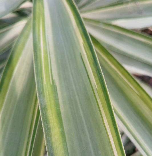 Yucca elephantipes MEDIOPICTA VARIEGATED cv 'SAMPEI' 40-100cm