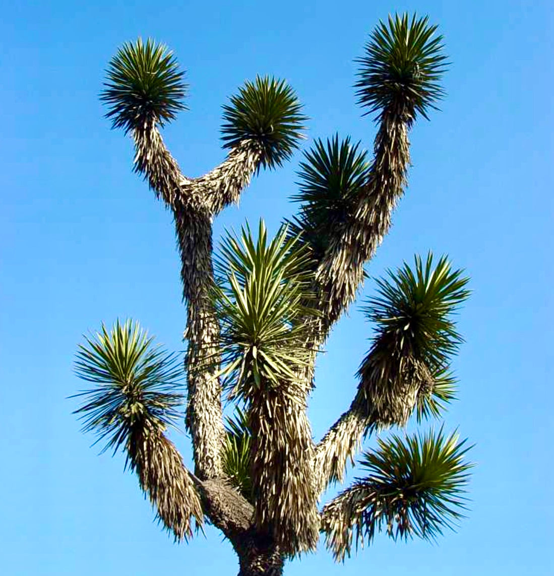 Alto albero di Yucca filifera con foglie verdi spinose e tronco dalla superficie ruvida contro il cielo azzurro