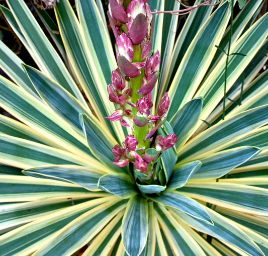 Yucca gloriosa VARIEGATED 15-25cm | Variegated yucca | Spanish dagger