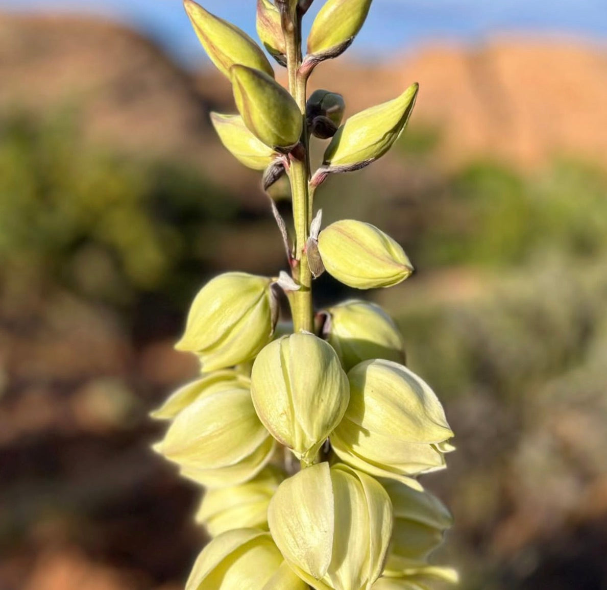 Primo piano dei boccioli di fiori gialli di Yucca harimaniae su un alto stelo nel suo habitat naturale