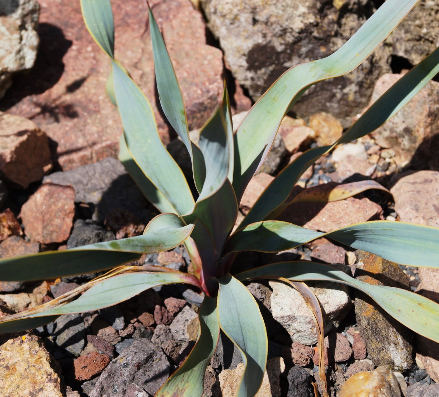 Yucca pallida con foglie sottili di colore verde-blu pallido che crescono tra il terreno roccioso all'aperto