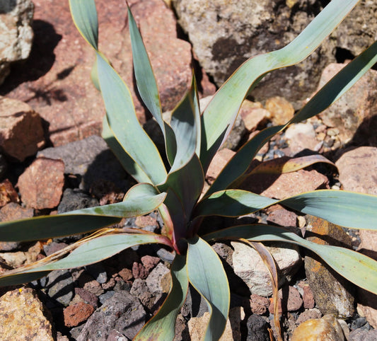 Yucca pallida con foglie sottili di colore verde-blu pallido che crescono tra il terreno roccioso all'aperto