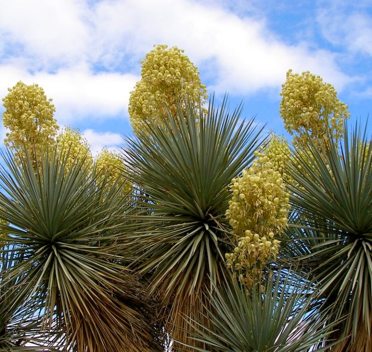 Yucca rigida con foglie appuntite verde-blu e alte infiorescenze di fiori giallo crema all'aperto