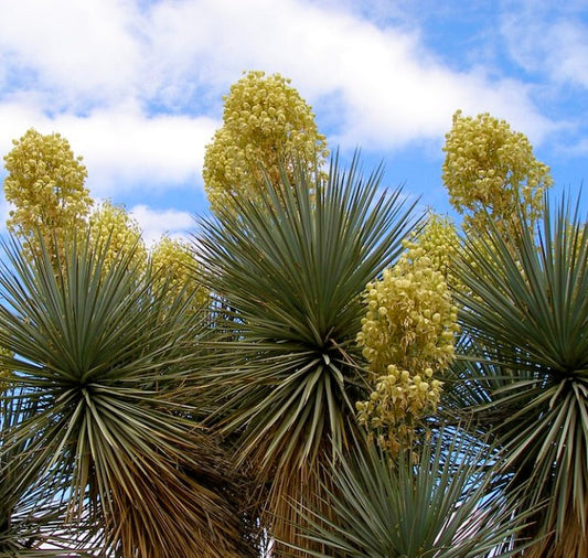 Yucca rigida con foglie appuntite verde-blu e alte infiorescenze di fiori giallo crema all'aperto