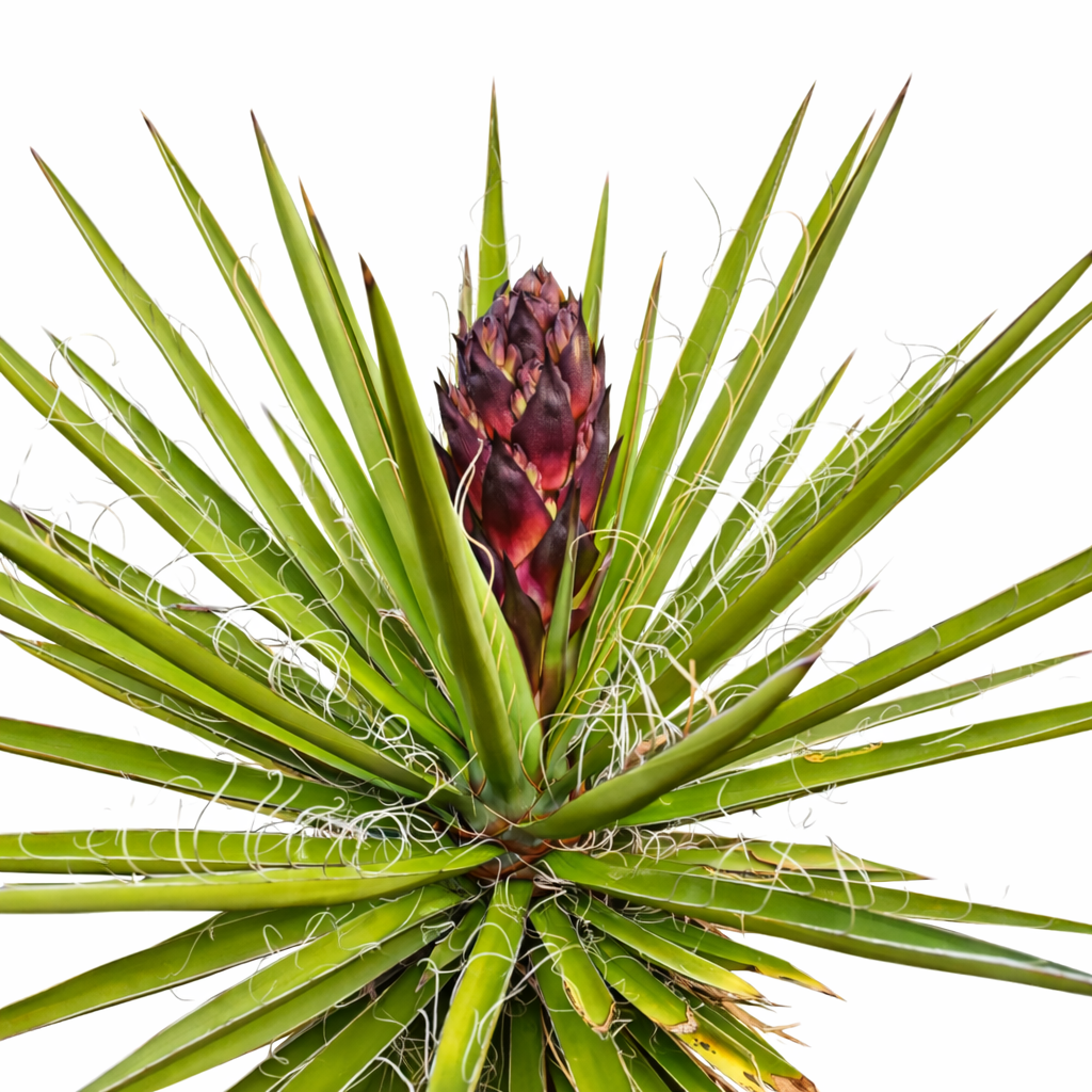 Succulenta Yucca schidigera con foglie verdi appuntite e bocciolo di fiore viola